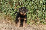 AIREDALE TERRIER 071